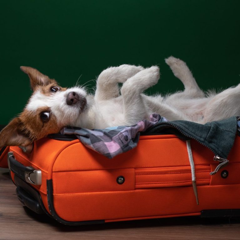 Hund auf Koffer